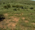 Screenshot from a pheno cam showing Kendall Grassland in summer